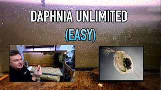 How I Raise Daphnia Water Fleas And You Can Too [upl. by Varhol]