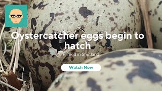 Oystercatchers hatching [upl. by Fillian]