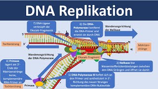 DNA Replikation  Verdopplung der DNA Biologie Oberstufe [upl. by Fidellia]