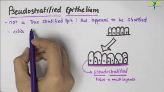 Pseudostratified Epithelium  Type  Function  Location [upl. by Moffit292]