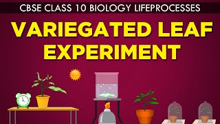 VARIEGATED LEAF EXPERIMENT  LIFE PROCESSES  cbse 10th biology Ncert Class 10  CBSE syllabus [upl. by Kehsihba]