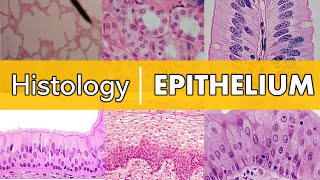 Histology  Epithelium [upl. by Hollyanne]