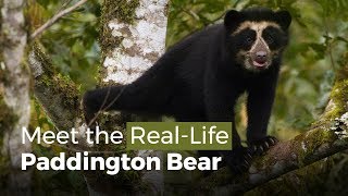 Meet the RealLife Paddington Bear [upl. by Nolava]