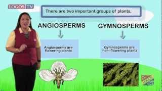 Angiosperms and gymnosperms  Logos Academy [upl. by Mitzi]