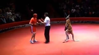 Canguro boxeador  Hombre vs Canguro boxeador Mira quien gana [upl. by Eendys]