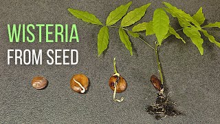 How to grow Wisteria from seed [upl. by Oribel]