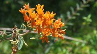 Butterfly Weed [upl. by Ilrahc973]