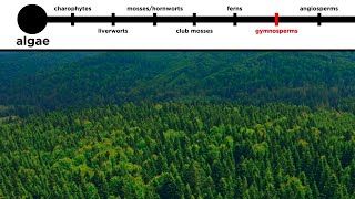 Gymnosperms LongDistance Pollination [upl. by Leeda]