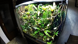 Paludarium set up [upl. by Adnirual824]