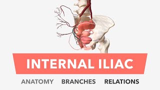 Internal Iliac Artery  Anatomy Branches amp Relations [upl. by Elicec]