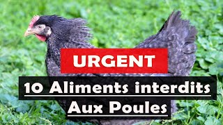 Nourriture des volailles Ces aliments sont interdits aux poules [upl. by Aehtla686]