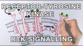 Receptor Tyrosine Kinase  RTK Signalling [upl. by Chita]