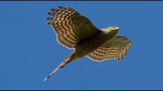 Sparrowhawk Bird Call Bird Song [upl. by Nohsram]