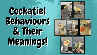 Cockatiel Behaviours and Their Meanings  TheParrotTeacher [upl. by Amber]