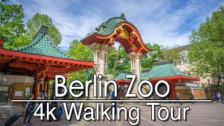 Walking Around Berlin Zoo  4k  Ambient Music [upl. by Fulbright]