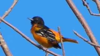 Baltimore Oriole Singing [upl. by Nylg]