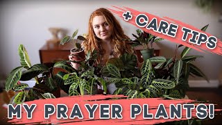 Prayer Plant Care  Collection  Calathea  Maranta  Stromanthe [upl. by Collie723]