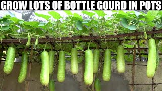 How to Grow Gourds at Home  FULL INFORMATION [upl. by Elleira]