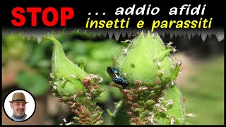 STOP addio afidi insetti e parassiti [upl. by Airetahs]