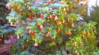 Abutilon hybrids  Chinese Lantern [upl. by Turley384]