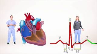 ECG for Beginners Understanding the waves of ECG P wave QRS complex [upl. by Frear]