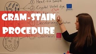 Gram Stain Procedure [upl. by Lebasiairam]