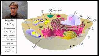 A Tour of the Cell [upl. by Gentes]