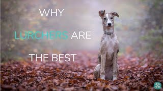 Why Lurchers Are The Best [upl. by Werda]