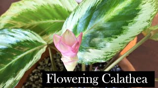 Flowering Calathea Three Calatheas in Bloom [upl. by Farhi662]