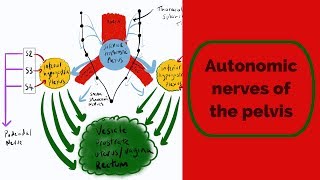 Autonomic Nerves of the Pelvis [upl. by Nosiram511]