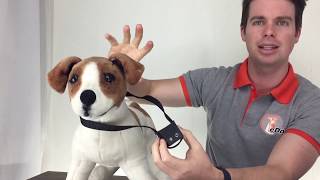 BarkTec  Dog Training Spray Collar  Demonstration [upl. by Nile]