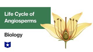 Life Cycle of Angiosperms  Biology [upl. by Graves]