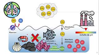 Acidification des océans 🌊 [upl. by Aeht]