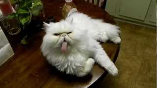 Very Funny Persian Cat [upl. by Allare76]