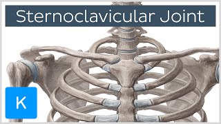 Sternoclavicular Joint  Location amp Movements  Human Anatomy  Kenhub [upl. by Faso879]