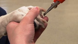 How to Trim Dogs Nails  Canine Nail Trim [upl. by Zins]