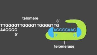 Telomere Replication [upl. by Asenad]