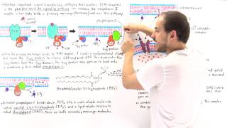 Phosphoinositide Signal Pathway [upl. by Mastat]