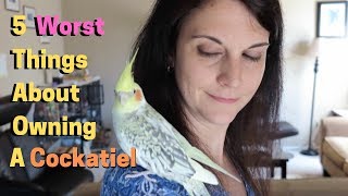 5 Worst Things About Owning A Cockatiel [upl. by Amil]