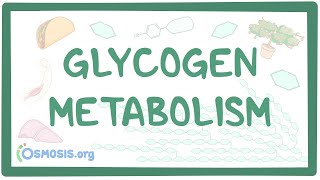 Glycogen metabolism [upl. by Etak]