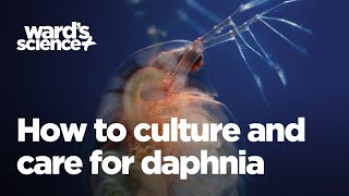 Caring and Culturing for Daphnia [upl. by Bradan]