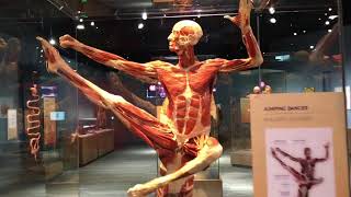 Amazing Body Works Exhibit at Tech Museum in San Jose [upl. by Deppy]