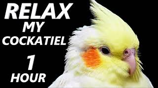 Relax Your Cockatiel  Calming Music for Cockatiels [upl. by Tnemelc]