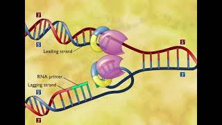 DNA Replication 3D Animation [upl. by Juliano]