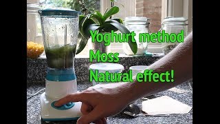 Dry Start Method Aquarium  How to grow aquarium moss [upl. by Aneehsirk]