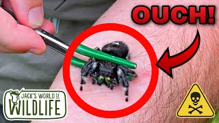 JUMPING Spider BITE ARE They DANGEROUS [upl. by Hartman]