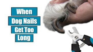 When Dog Nails Get Too Long [upl. by Mohr]