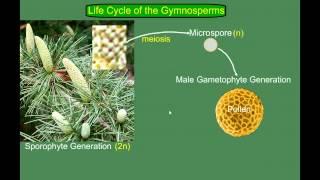 Gymnosperm Pine Life Cycle [upl. by Ariom]