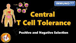 Central T cell Tolerance  Positive and Negative Selection FLImmuno77 [upl. by Eiramanna]