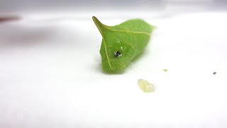 蛹の寄生虫除去03  Removal of parasitoid larvae from chrysalis03 [upl. by Aldarcy]